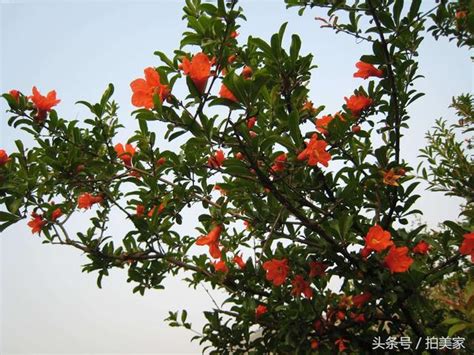 紅蟬花花語|533種花的花語 